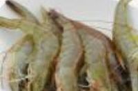 虾壳是什么垃圾？-环保卫士
