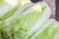 白菜是属于什么垃圾 白菜垃圾分类-环保卫士