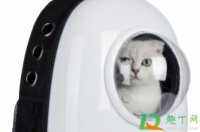 坐公交可以带猫上车吗-环保卫士