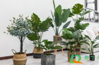 室内绿植可以净化空气吗-环保卫士