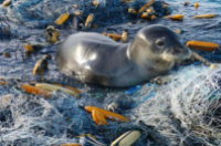 海洋上的垃圾害死了多少生物-环保卫士
