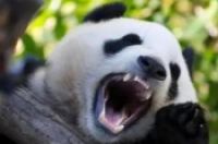 大熊猫生活在什么地方?-环保卫士