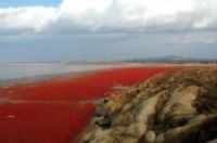 红海的海水是什么颜色的-环保卫士