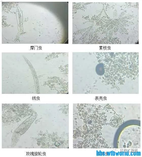 我用12天 搞定了冬季污水厂的总氮提标改造！