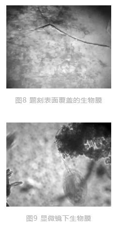 世界唯一水下博物馆中的循环水净化工艺