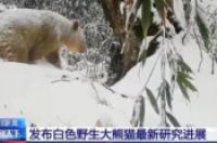 已知唯一野生白色熊猫确认为雄性-环保卫士