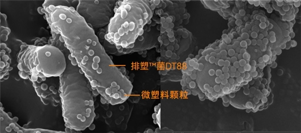 新型污染微塑料,引发健康生活新思考,研派提出益生菌方案