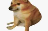 知名柴犬Cheems去世！很多人爱用它的表情包…-环保卫士