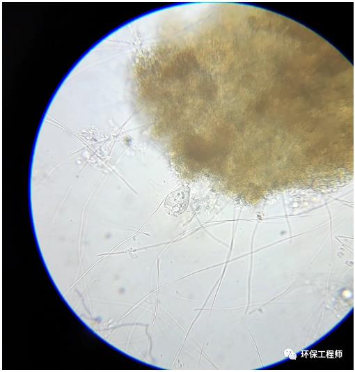 搞定污泥丝状菌膨胀之后 我连夜整理了这篇调试日记！-环保卫士