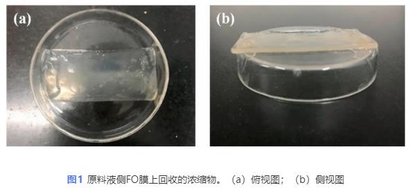 反向溶质扩散助力正渗透浓缩藻酸盐